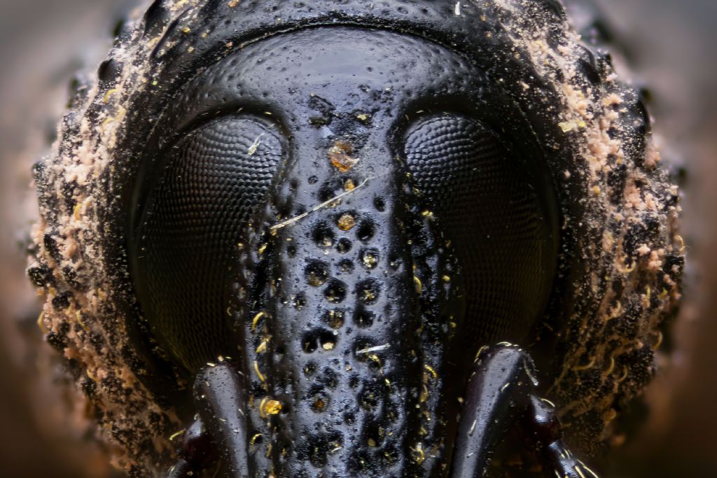 Curculionidae - Aclees taiwanensis? Sì.